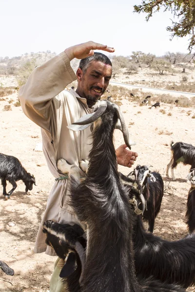 Chèvres dans l'arganier — Photo
