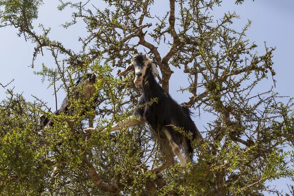 Кози в аргановому дереві — стокове фото