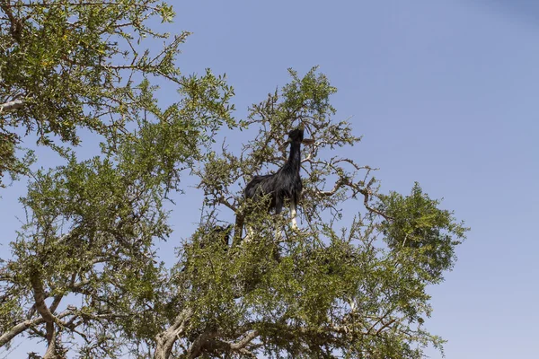 Cabras na árvore de argan — Fotografia de Stock