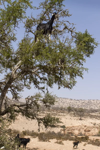 Cabras en el árbol de argán — Foto de Stock