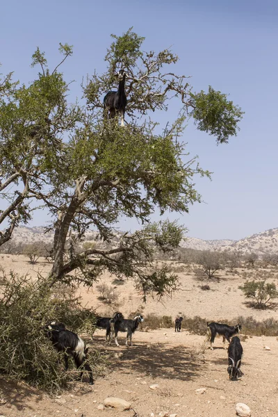 Chèvres dans l'arganier — Photo