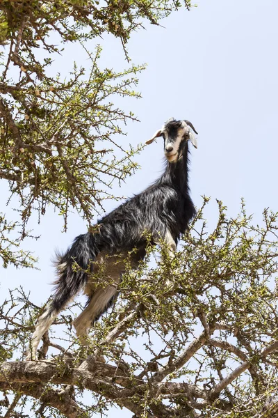 山羊在摩洛哥坚果树中 图库图片