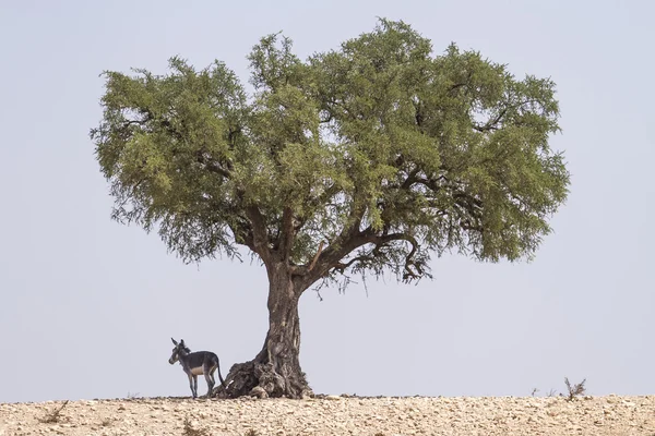 Goats in the argan tree Stock Picture