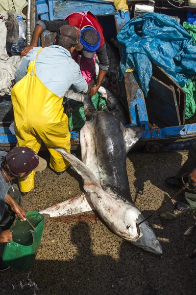 Pescador de tubarões — Fotografia de Stock