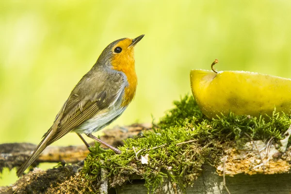 Robin bird — Stock Photo, Image