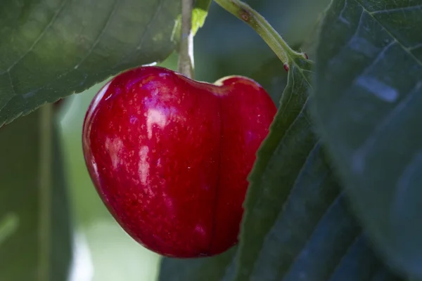 Cherries — Stock Photo, Image