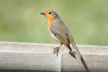Avrupa robin