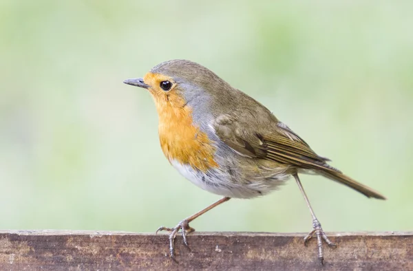 European robin — Stock Photo, Image