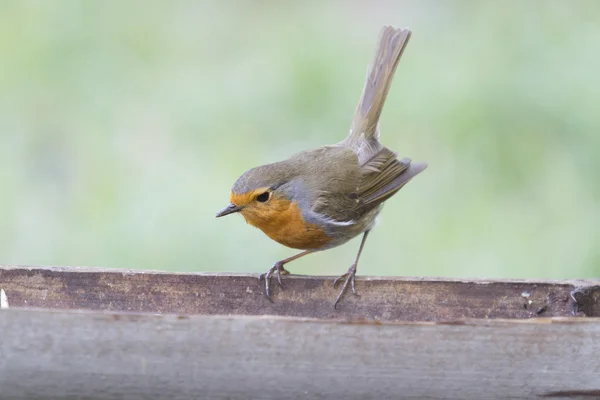 European robin — Stock Photo, Image