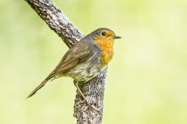 European robin — Stock Photo, Image