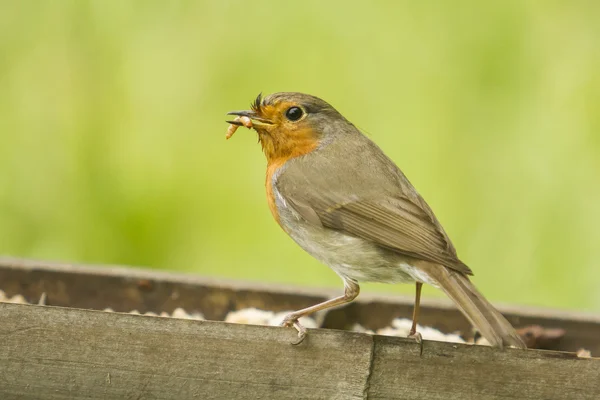 European robin — Stock Photo, Image