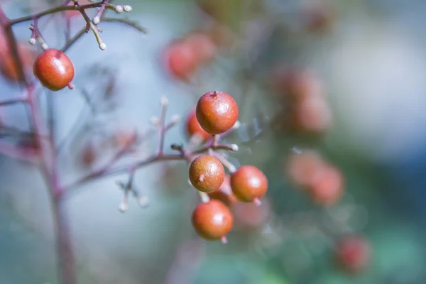 Vegetation — Stockfoto