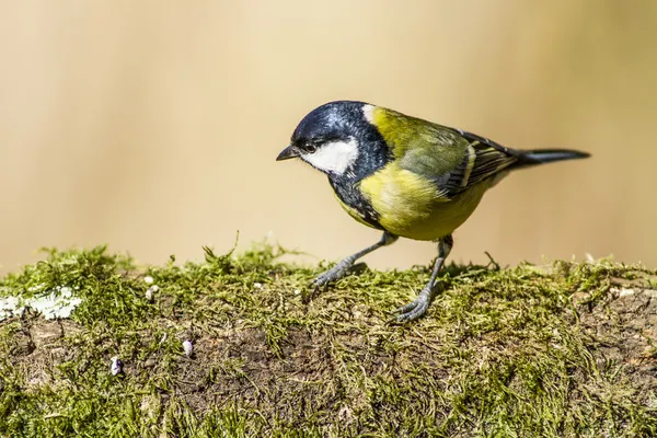 Great tit bird — Stock Photo, Image