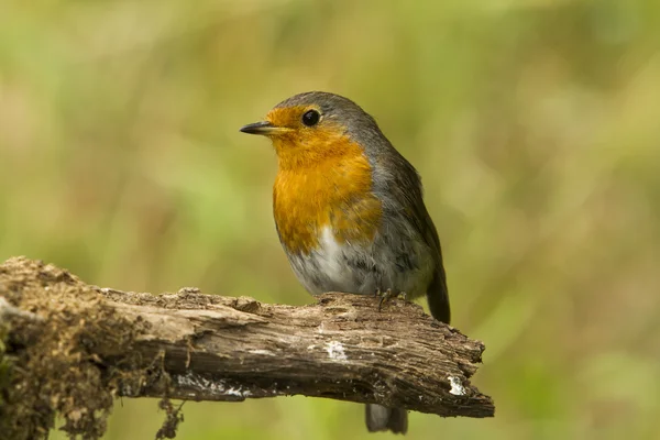 European robin — Stock Photo, Image