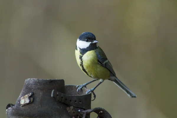 Great tit bird — Stock Photo, Image