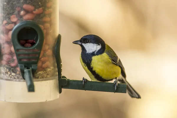 Great tit bird — Stock Photo, Image