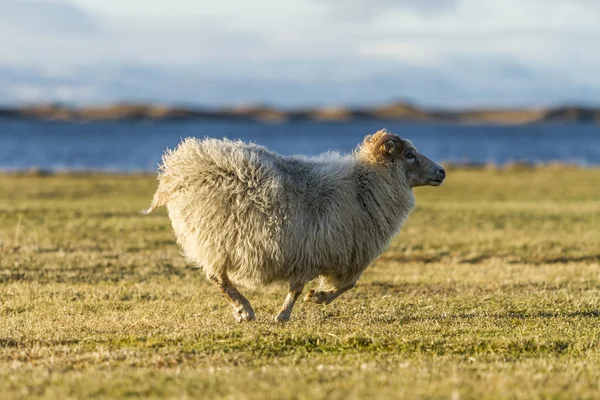 Schafe — Stockfoto