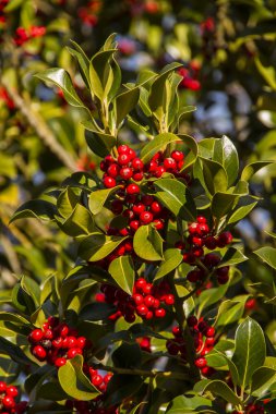 Holly çobanpüskülü aquifolium
