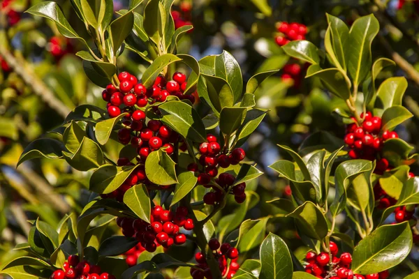 Holly çobanpüskülü aquifolium