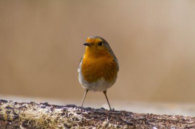 Robin