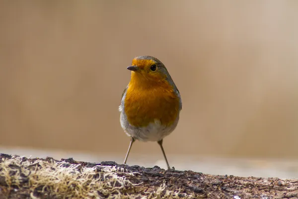 Robin... — Fotografia de Stock