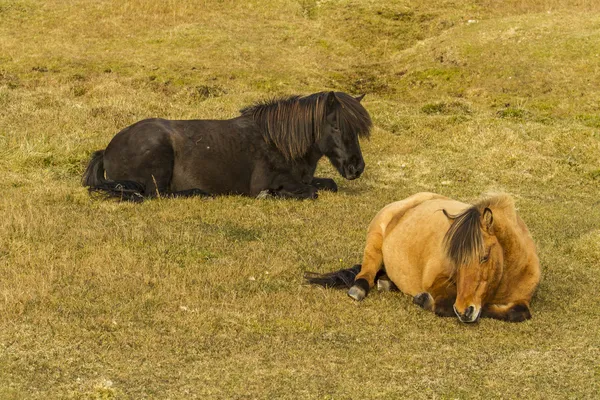 Nordic horse — Stock Photo, Image