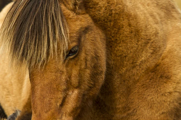 Nordic horse — Zdjęcie stockowe