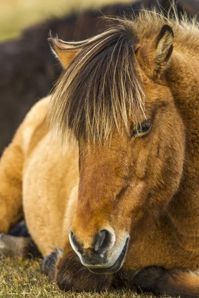 Nordic horse — Stock Photo, Image