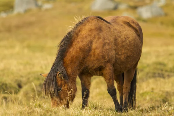 Islandzki koni — Zdjęcie stockowe