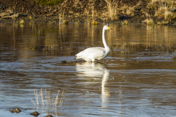 Swan bird — Stock Photo, Image