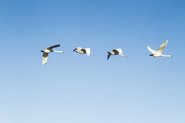 Swan bird — Stock Photo, Image