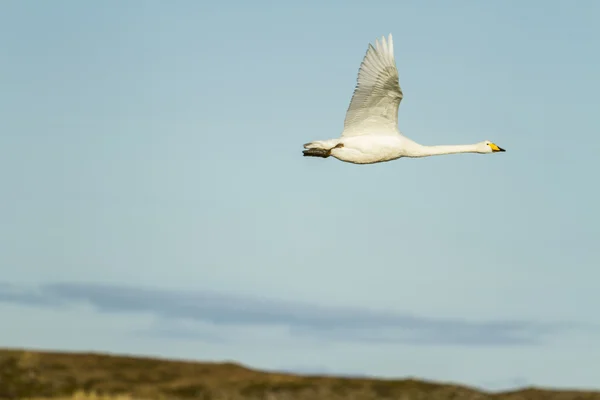 Pássaro cisne — Fotografia de Stock