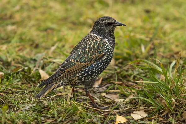 Sturnus. — Fotografia de Stock