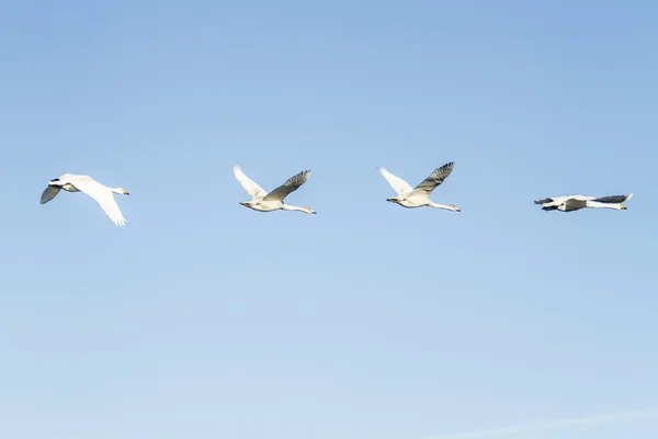 Лебединые птицы — стоковое фото