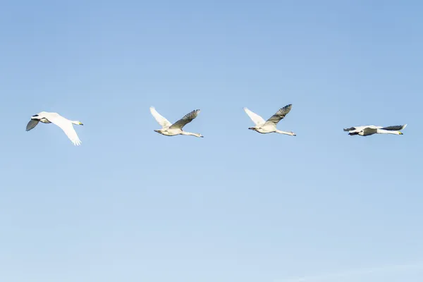 Pájaro cisne — Foto de Stock