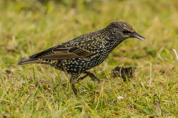 Aves de Jardim — Fotografia de Stock