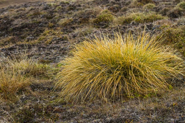 Iceland — Stock Photo, Image