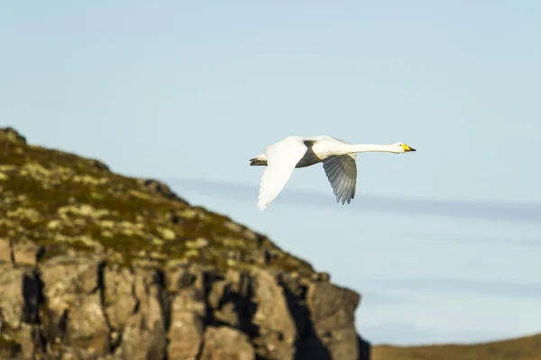 Cygnus... — Fotografia de Stock