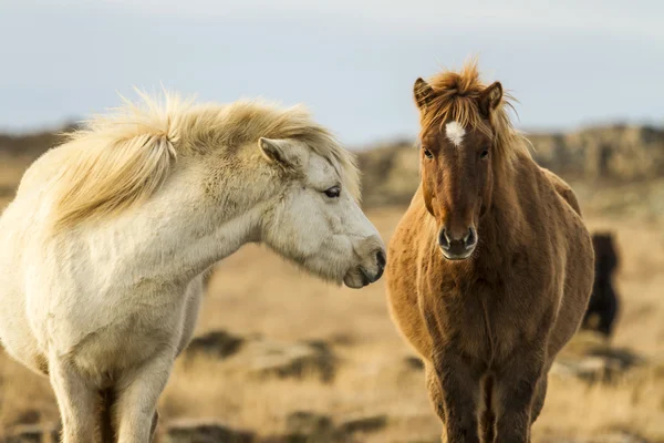 Caballos icéndicos — Foto de Stock