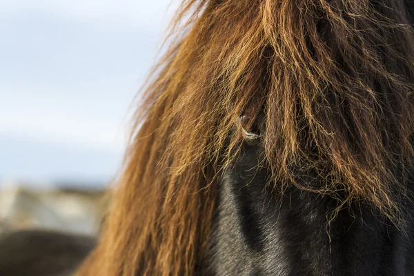 Icenlandic horses — Stock Photo, Image