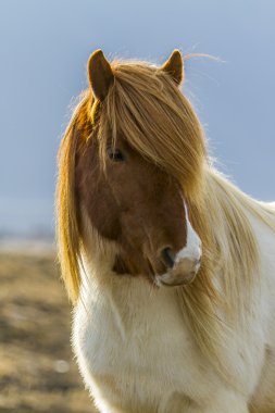 icenlandic atları