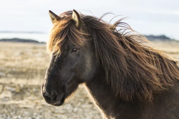 Caballos icéndicos — Foto de Stock