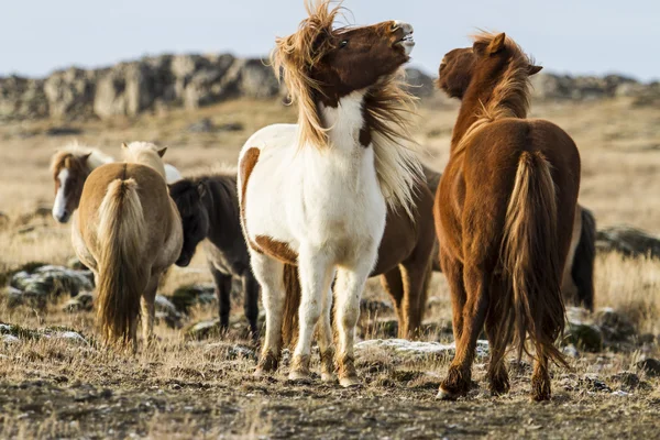 Cavalos icêndicos — Fotografia de Stock