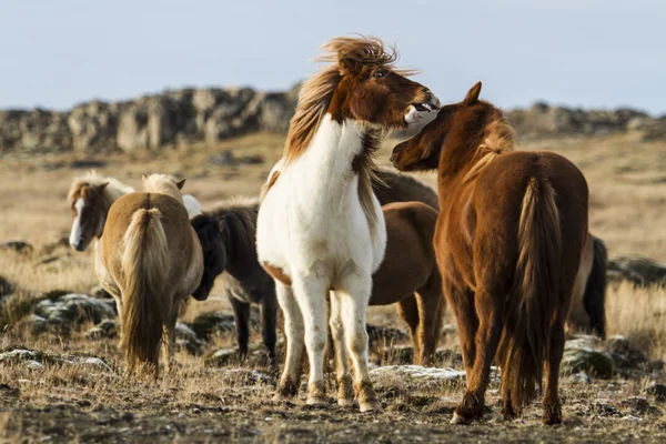 Cavalos icêndicos — Fotografia de Stock
