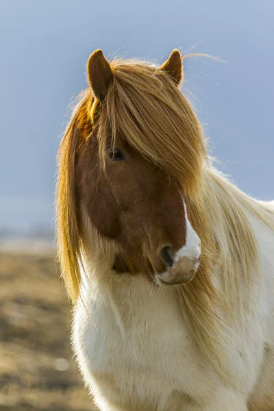 Icenlandic hästar — Stockfoto