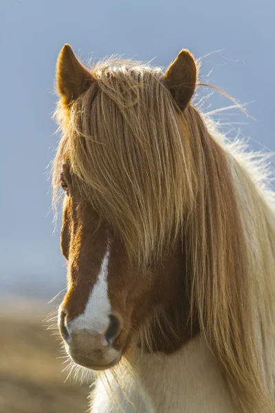 Cavalos icêndicos — Fotografia de Stock