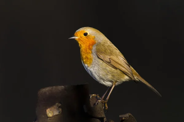 Robin — Stock Photo, Image