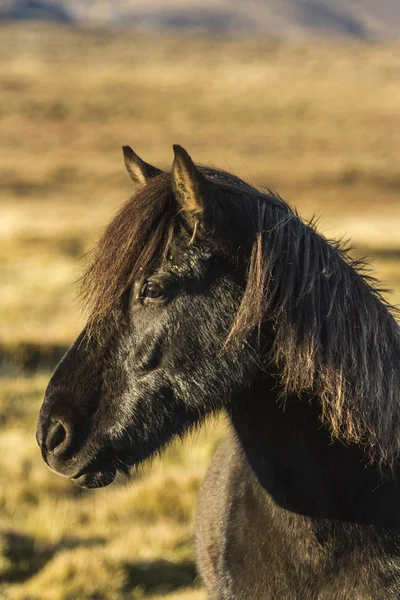 Iceland horse — Stock Photo, Image