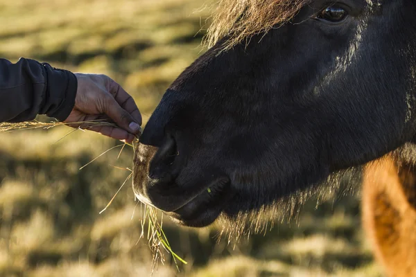 Islandia konia — Zdjęcie stockowe