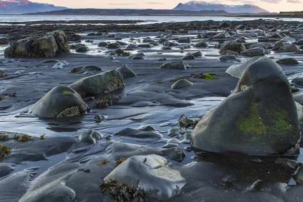 Taşlaşmış kaya — Stok fotoğraf